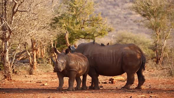 Juvenile White Rhino by mom needs to scratch in evening golden light