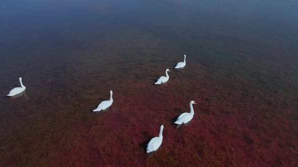 Aerial Filming Drone Flight Over Beautiful Wild White Swans in Pink Red Salt Lake Waters