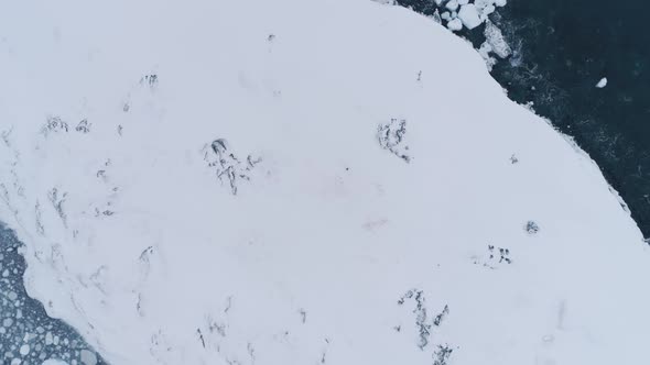 Lone King Penguin Snow Surface Zooming Out Aerial