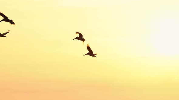 Amazing Wildlife of Costa Rica, Birds Flying Brown Pelicans (pelecanus occidentalis) Large Flock In