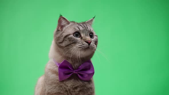 Cat on Green Background Closeup Scottish Fold Portrait