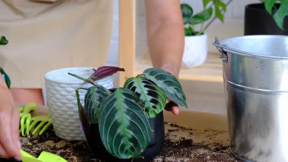 A woman transplants a potted houseplant Black Maranta Massangeana into a new ground in a black pot w