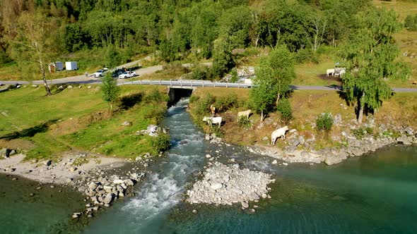 Cows Eating grass and grazing near a lake , Aerial view