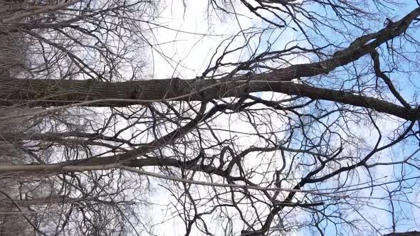 Vertical Video of the Forest with Trees Without Leaves