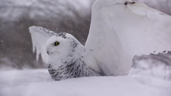 Slow motion snowy owl in a winter landscape - Canadian Tundra - Hunting bird of prey