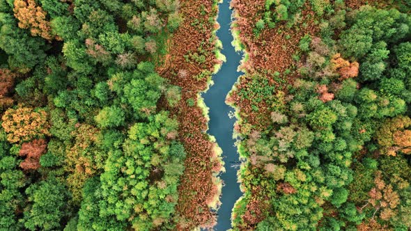 River and swamp in autumn. Aerial view of wildlife, Poland.