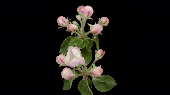 Timelapse of a White Flowers Apple Blossom