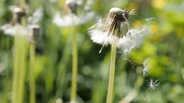 Field of Taraxacum officinale shallow DOF slow-mo 1080p FullHD footage - Common  dandelion flower se