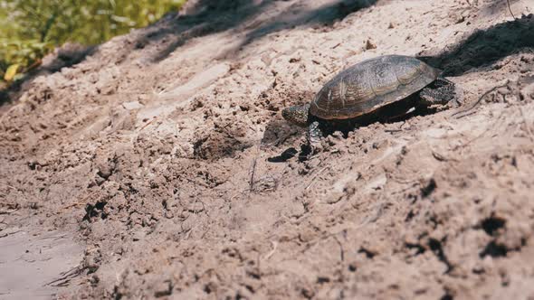 River Turtle Crawling on Sand To Water Near Riverbank. Slow Motion
