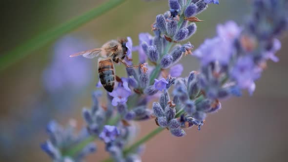 Honeybee On Lavender
