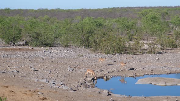 Herd of Impala around a pond