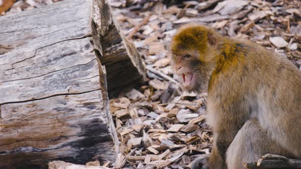 Threatening Barbary macaque opens mouth and shows teeth, close view