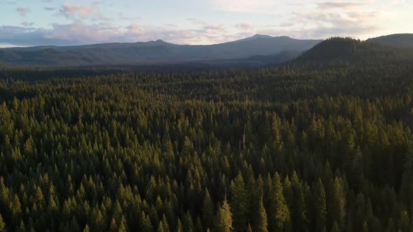 Flying over a forest in Oregon