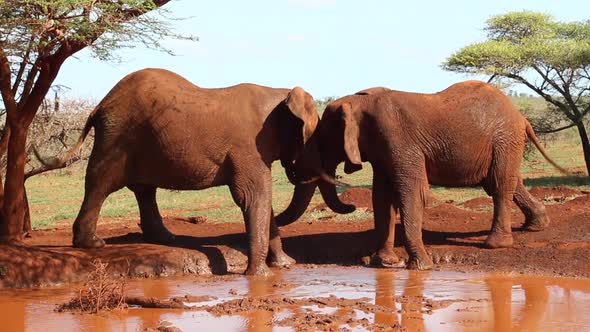 A small group of elephants, Loxodonta africana wrestle? for dominance at a small waterhole during wi