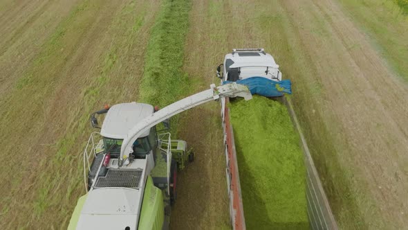 Wheat silage picking process post harvest, Aerial view.