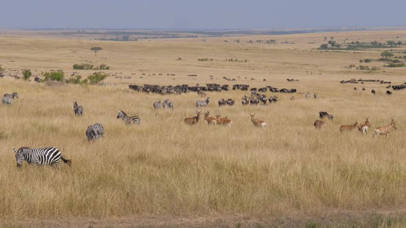 Huge Herds Of Antelopes And Zebras Gather Before Migration In African Savanna