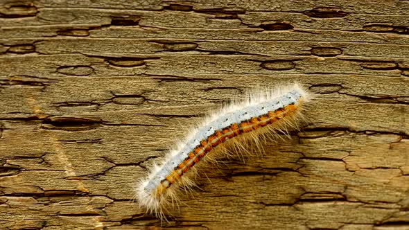 Extreme macro close up and extreme slow motion of a Western Tent Caterpillar moth walking on a wood