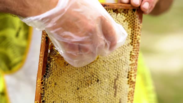 Beekeeper Removing a Portion of Fresh Honey Comb