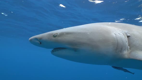 lemon shark close up shows teeth and sleek beauty slow motion