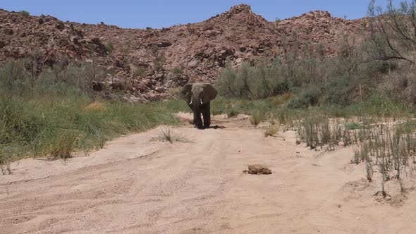 Bull desert elephant peeing and pooping