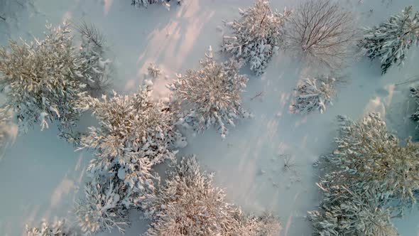 Top View of Christmas Trees with Snowcovered Branches in Winter