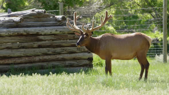 Bull Elk in velvet grazing in grassy field