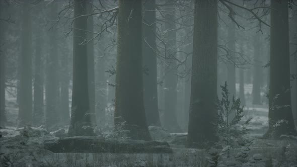 Winter Snowcovered Forest on a Cloudy Day