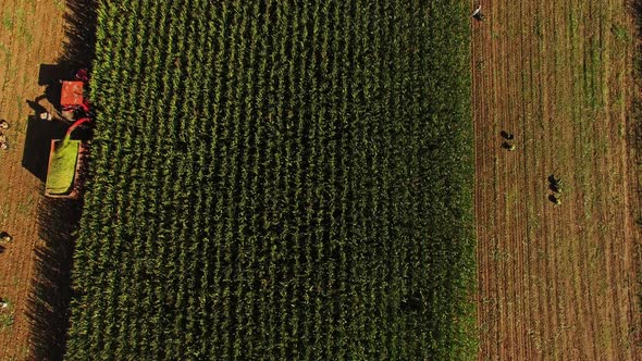 Combines and Tractors Working on the Large Corn Field