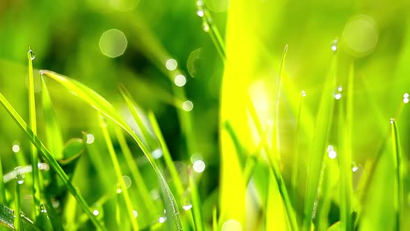 drops of dew on a green grass