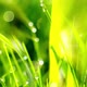drops of dew on a green grass - VideoHive Item for Sale