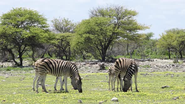 Plains Zebras And Wild Flowers - Etosha