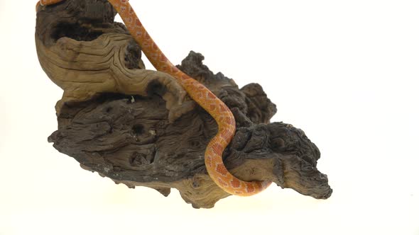 Tiger Python Molurus Bivittatus Morph Albine Burmese on Wooden Snag in White Background