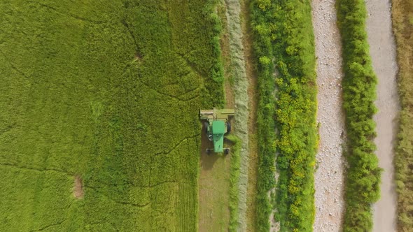 Combine harvester processing a large Wheat field for Silage, Aerial view.