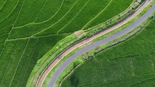 Aerial view of rice terraces. Landscape from drone. Agricultural landscape from the air. Rice terrac