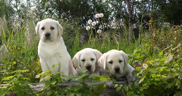 Yellow Labrador Retriever, Puppies in the Vegetation, Normandy in France, Slow Motion 4K