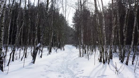 Winter Landscape in the Forest