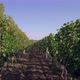 Aerial Flight Over Beautiful Vineyard Landscape - VideoHive Item for Sale