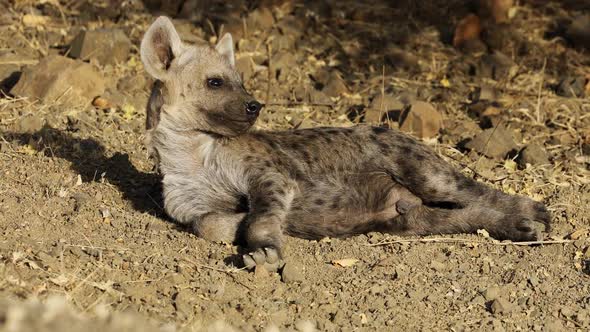 Young Spotted Hyena Resting - Kruger National Park