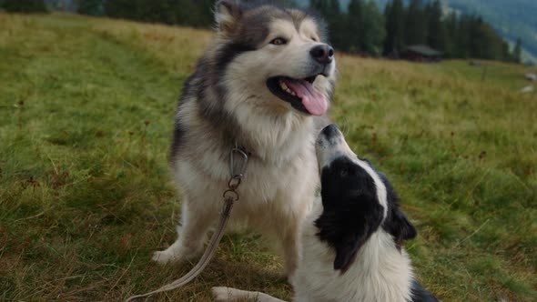 Two Dogs Sitting Grass Sunny Day Close Up