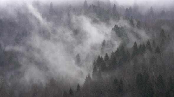 Foggy Forest