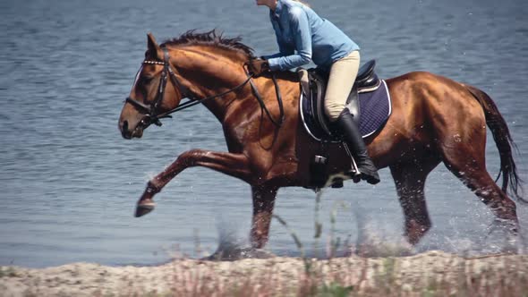 Brown Horse Galloping on Lake Water