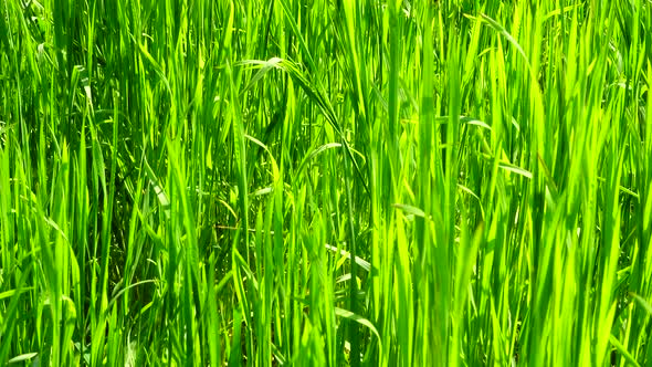 Green Grass 11