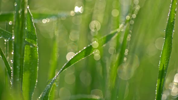 Travelling the Macro World of Green Flora, Ultra Zoomed in Blades of Grass Covered with Crystal