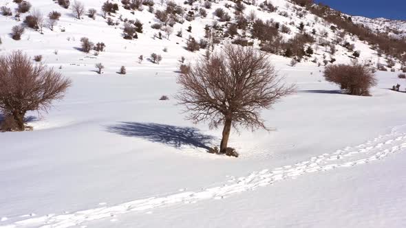 Mount Hermon, Israel. Aerial orbit of trees and footprints in snow in a valley with mountain peaks a