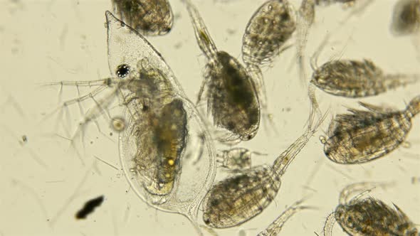 Zooplankton Under the Microscope
