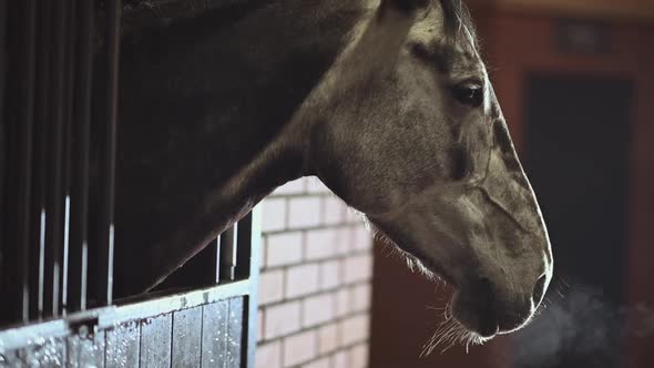 Equestrian Facility Horse in a Box