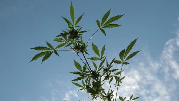 Cannabis blooming flower backlight blue sky and clouds