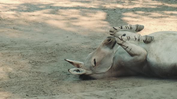 Donkey Rolling Over and Fluttering Its Ears