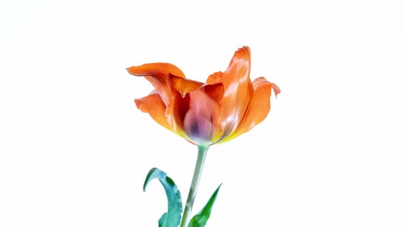 Red Tulip Blooms on a White Background