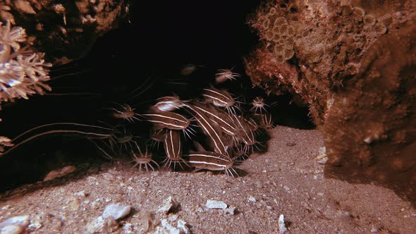 Underwater Catfish Schooling